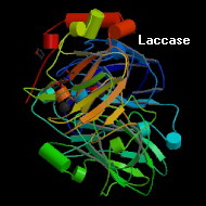 L'enzyme Laccase